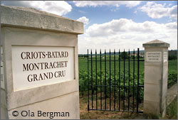 Criots-Batard-Montrachet in Chassagne-Montrachet, Burgundy.