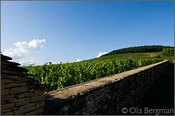 The Corton hill in Burgundy.