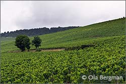 Chablis Les Clos, Burgundy.