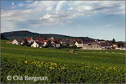 Chassagne-Montrachet seen from Caillerets.