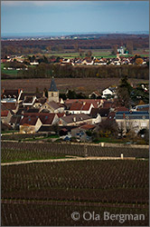 Vosne-Romanée, Burgundy.