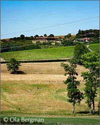 Bourgogne Côtes du Couchois vines in Combereau, Burgundy.