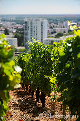 Bourgogne Montre-Cul.