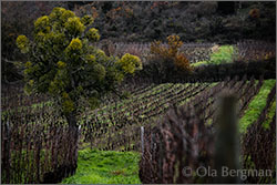 Domaine du Chétif Quart in Cercot, Burgundy.