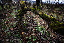 Santenay, Les Charmes Dessous.