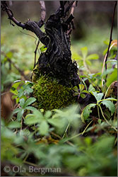 Pinot noir vine in the Hautes-Côtes de Beaune.