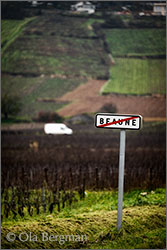 Beaune vineyards, Burgundy.