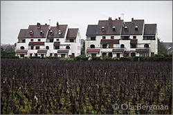 Beaune premier cru Cent Vignes.